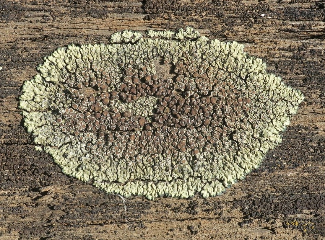 Image of Lecanora muralis specimen.