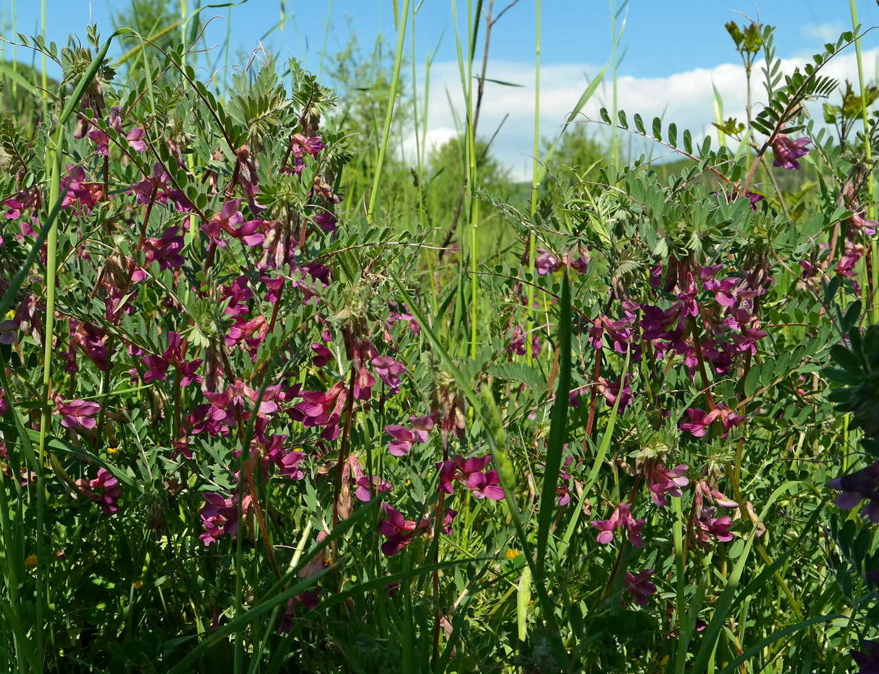 Image of Vicia striata specimen.