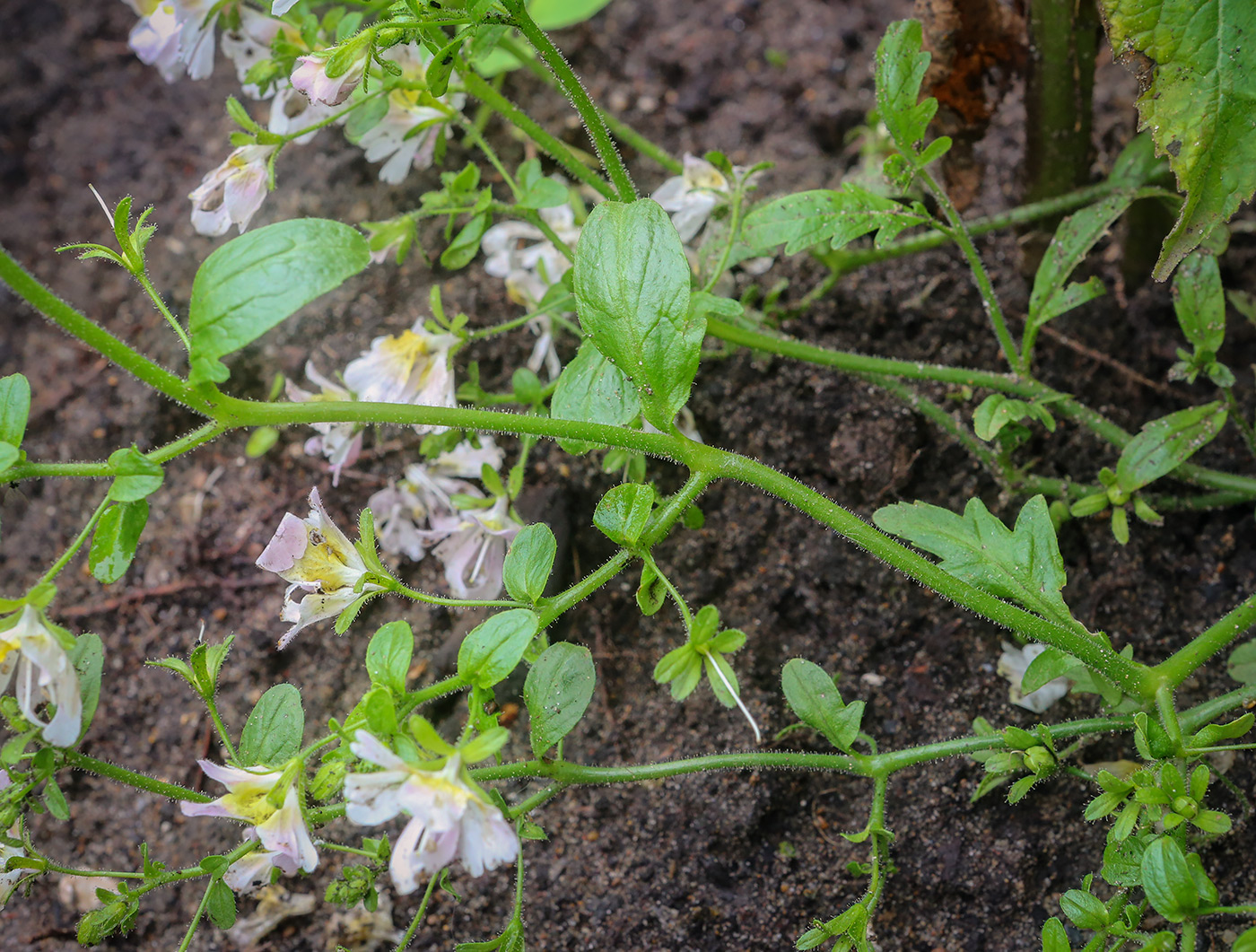 Image of genus Schizanthus specimen.