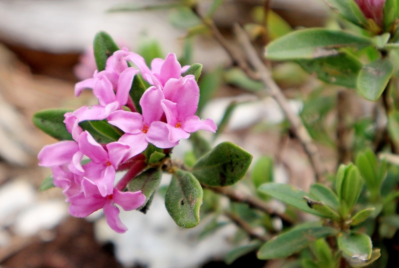 Image of Daphne pseudosericea specimen.