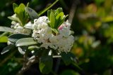 Daphne glomerata