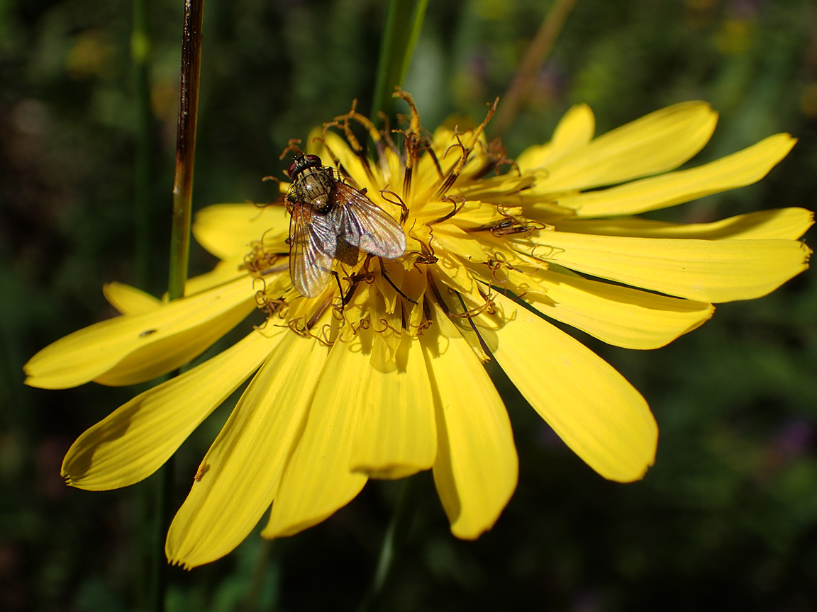 Image of Tragopogon orientalis specimen.