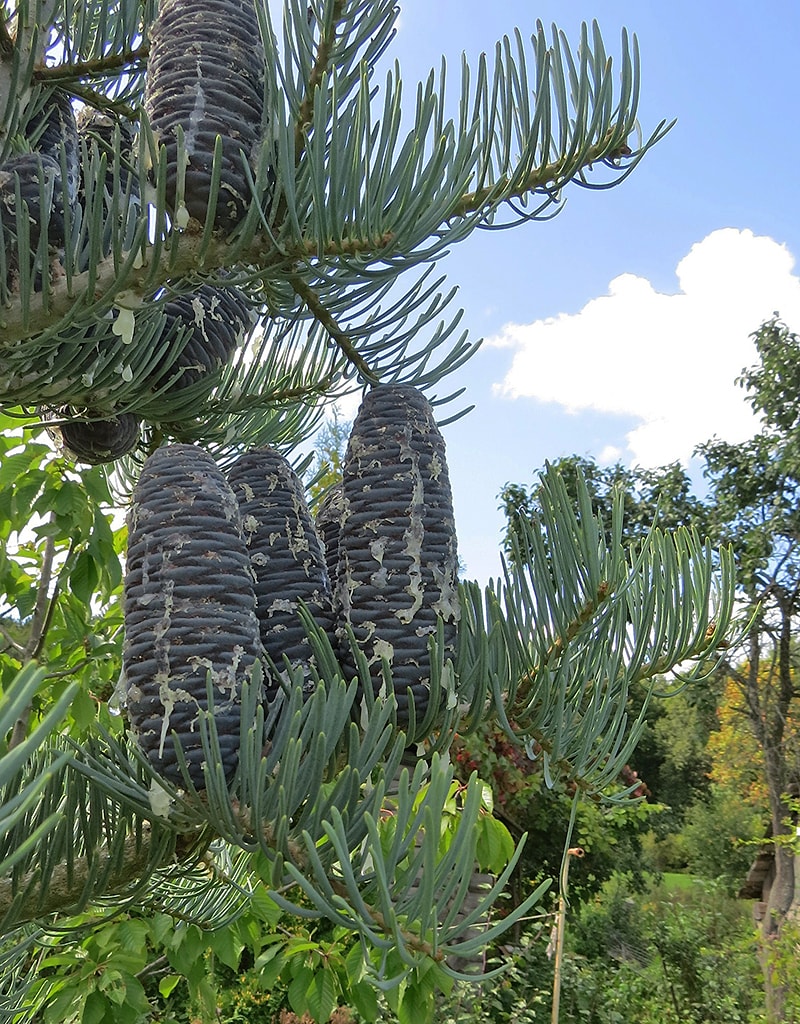 Изображение особи Abies concolor.