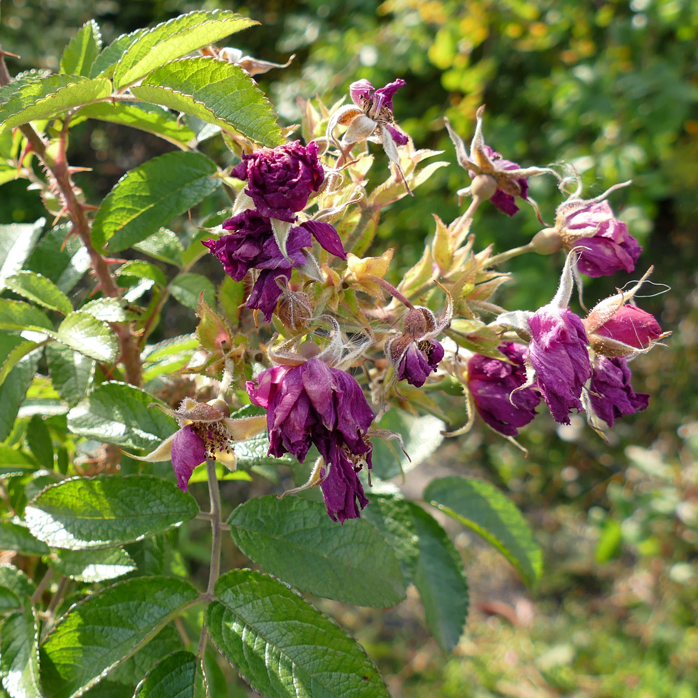 Изображение особи Rosa rugosa.