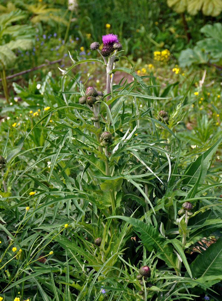 Изображение особи Cirsium heterophyllum.