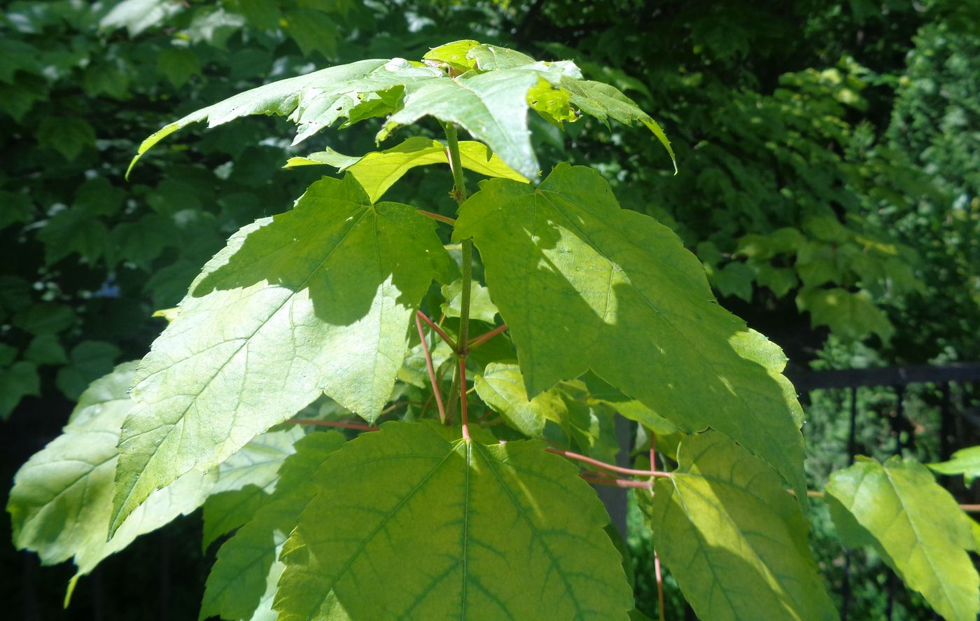 Image of genus Acer specimen.