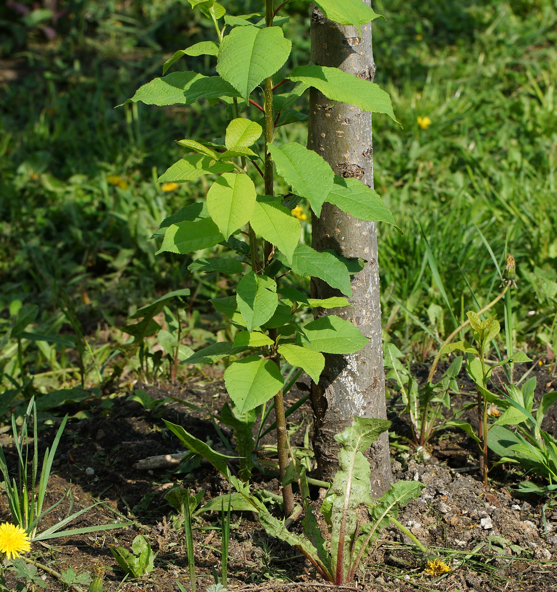 Image of Padus virginiana specimen.