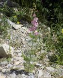 Delphinium ajacis