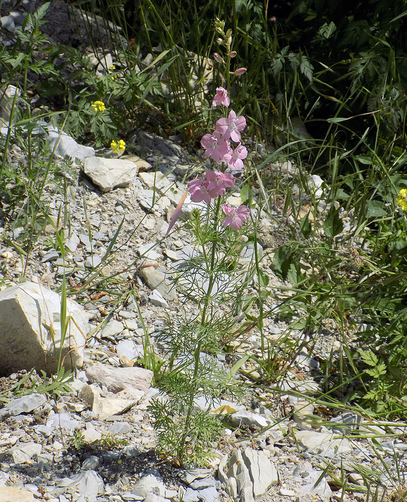 Image of Delphinium ajacis specimen.