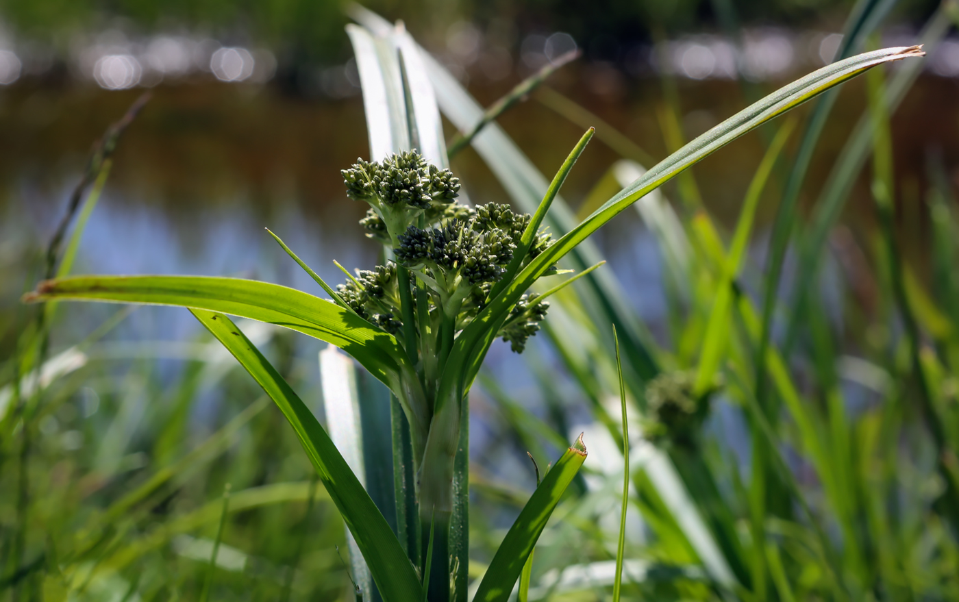 Изображение особи Scirpus sylvaticus.