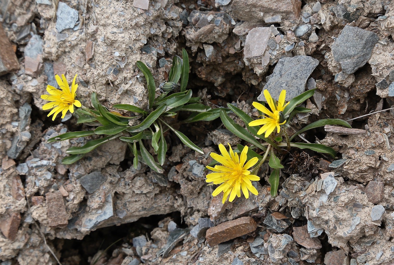 Изображение особи Taraxacum pseudoatratum.