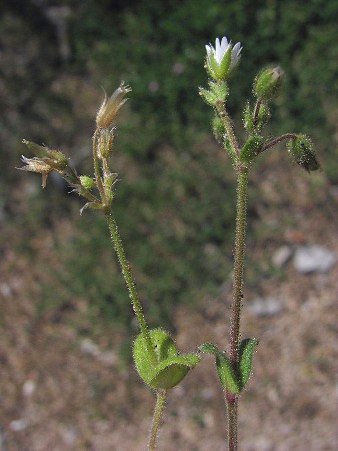 Image of Cerastium glutinosum specimen.