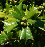 Ilex cornuta