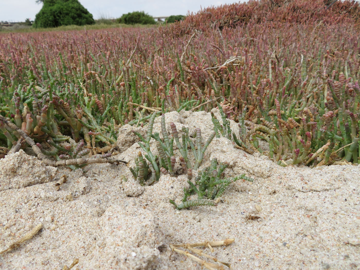 Image of Salicornia natalensis specimen.