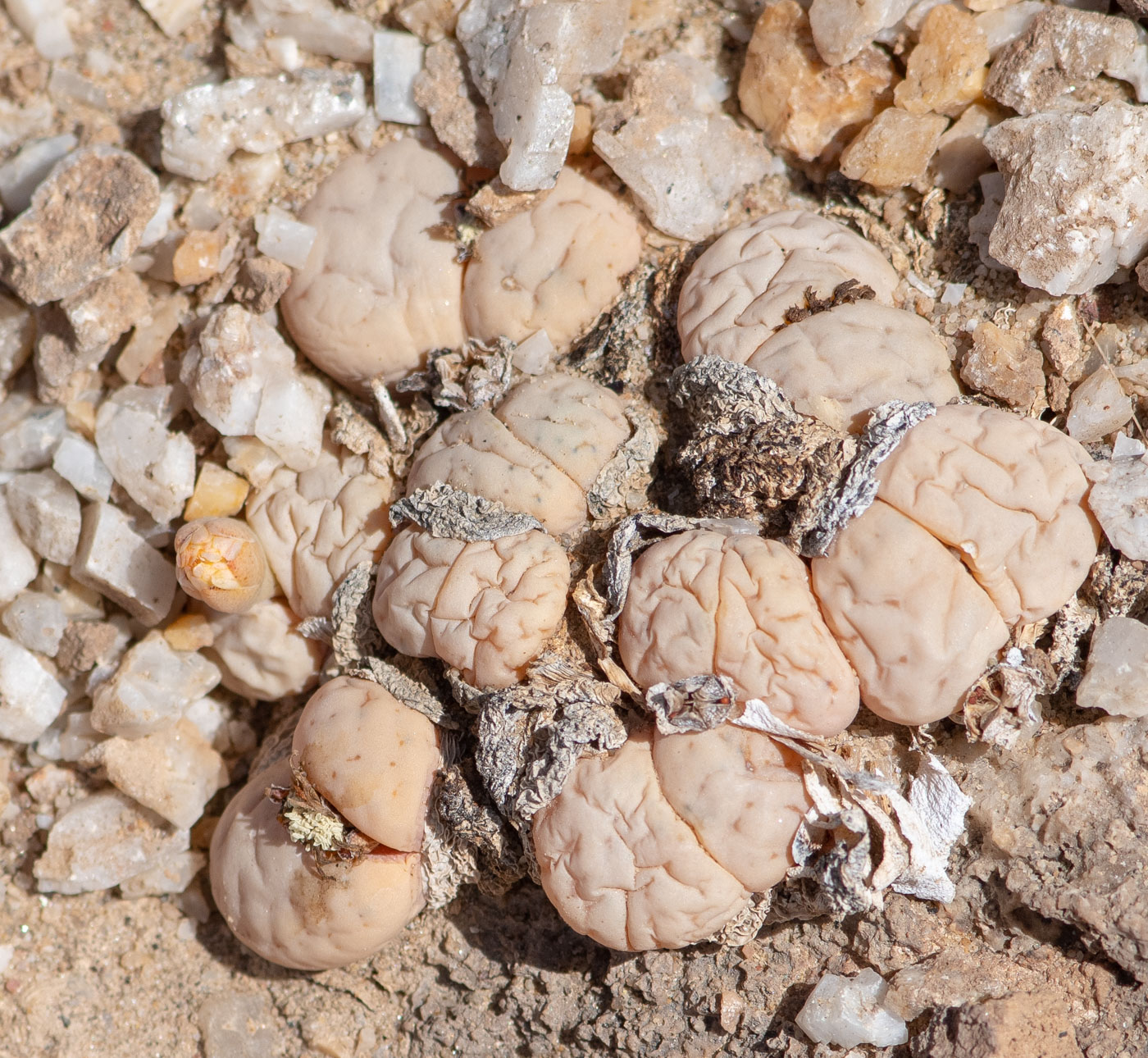 Изображение особи Lithops ruschiorum.