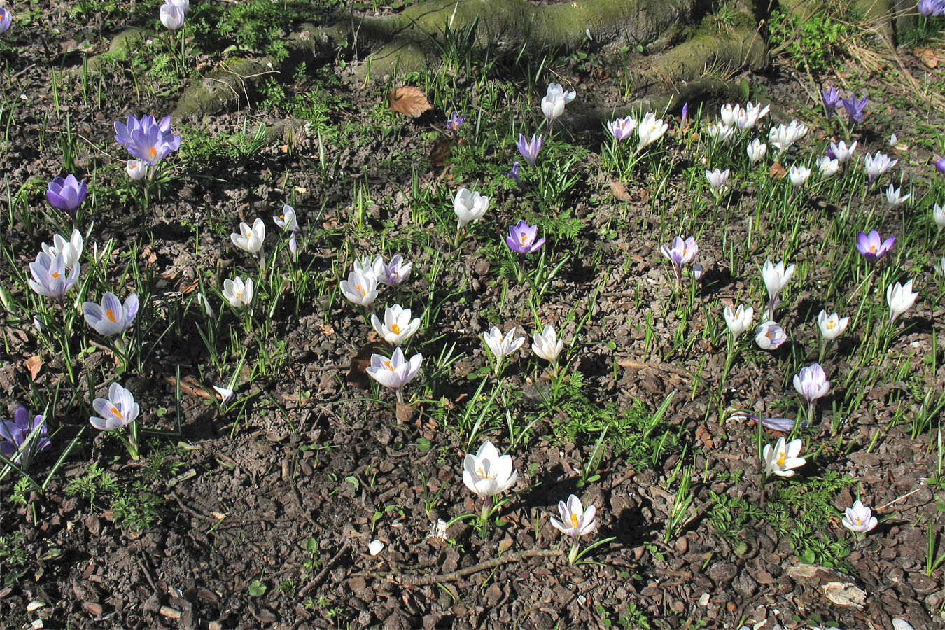 Image of Crocus vernus specimen.