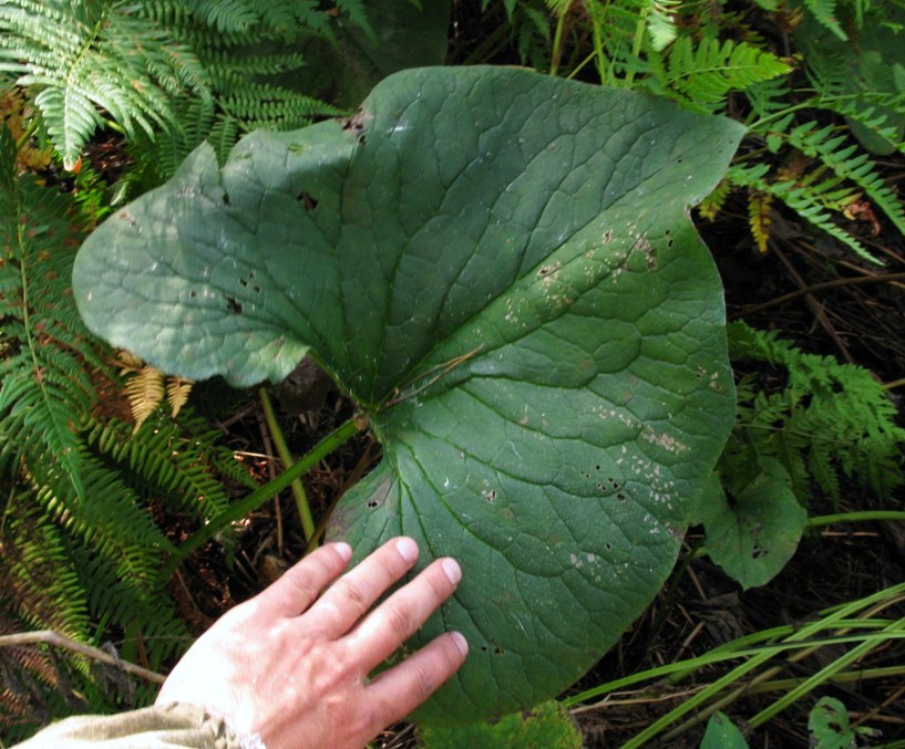 Изображение особи Brunnera sibirica.