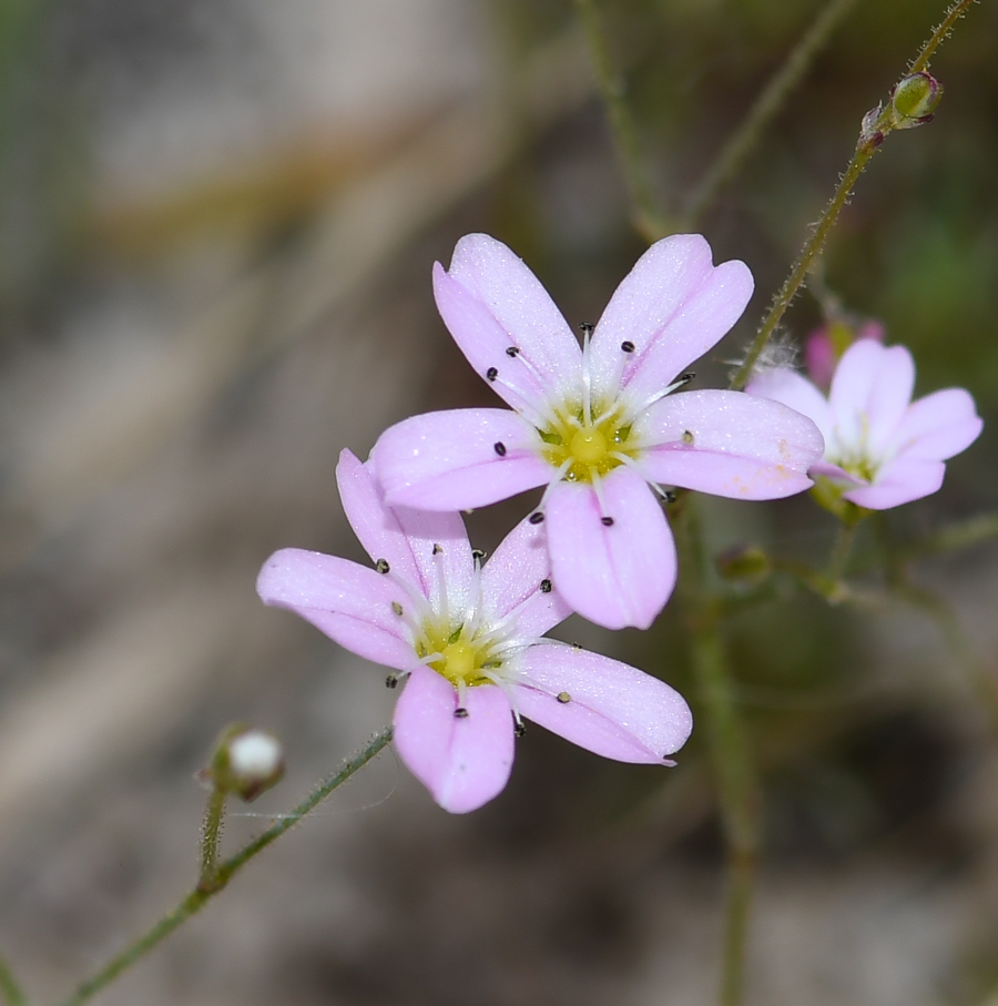 Image of Minuartia picta specimen.