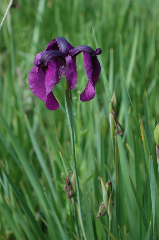 Image of Iris ensata specimen.