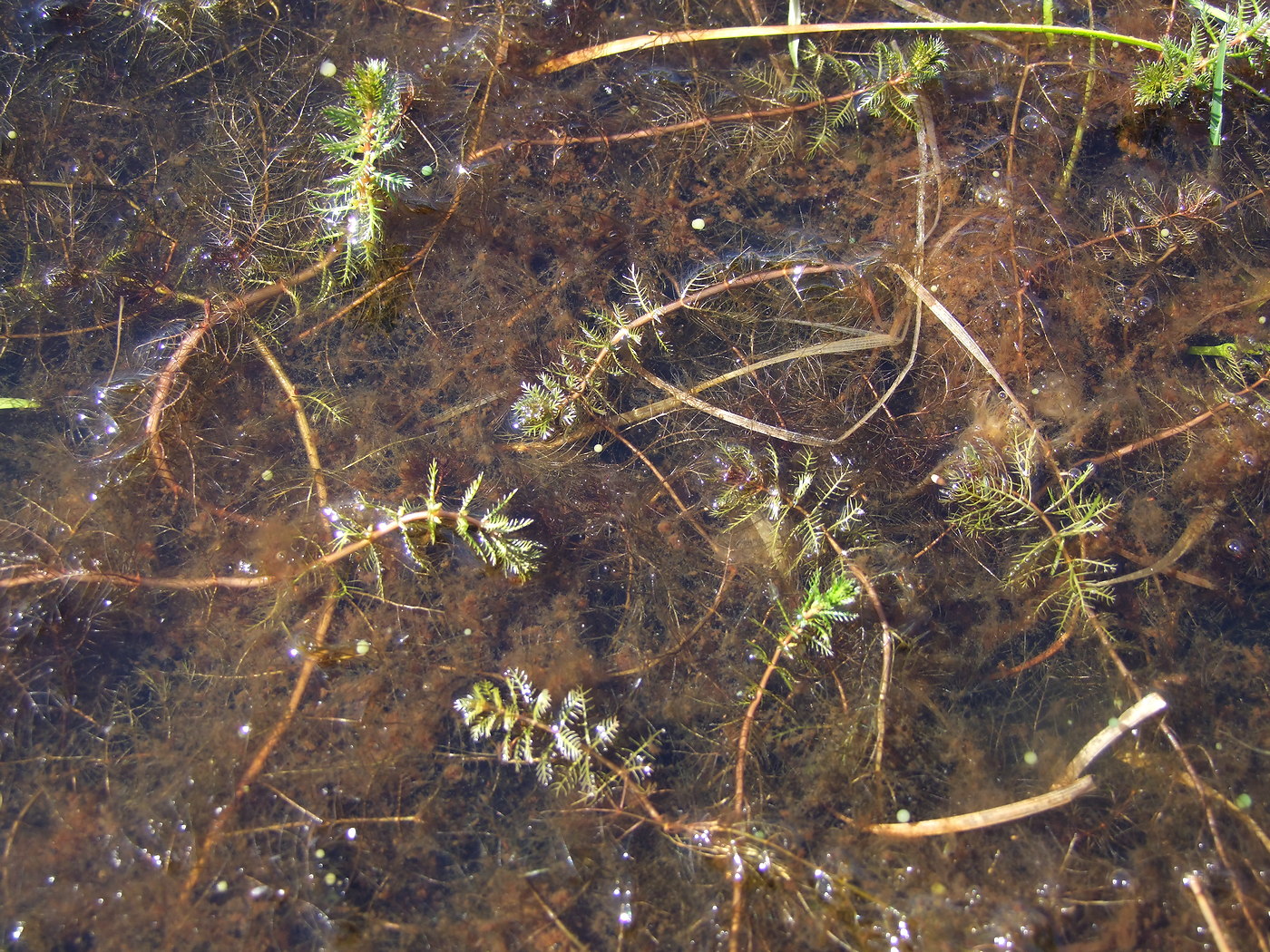 Image of Myriophyllum verticillatum specimen.