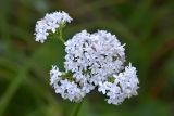 Valeriana alpestris