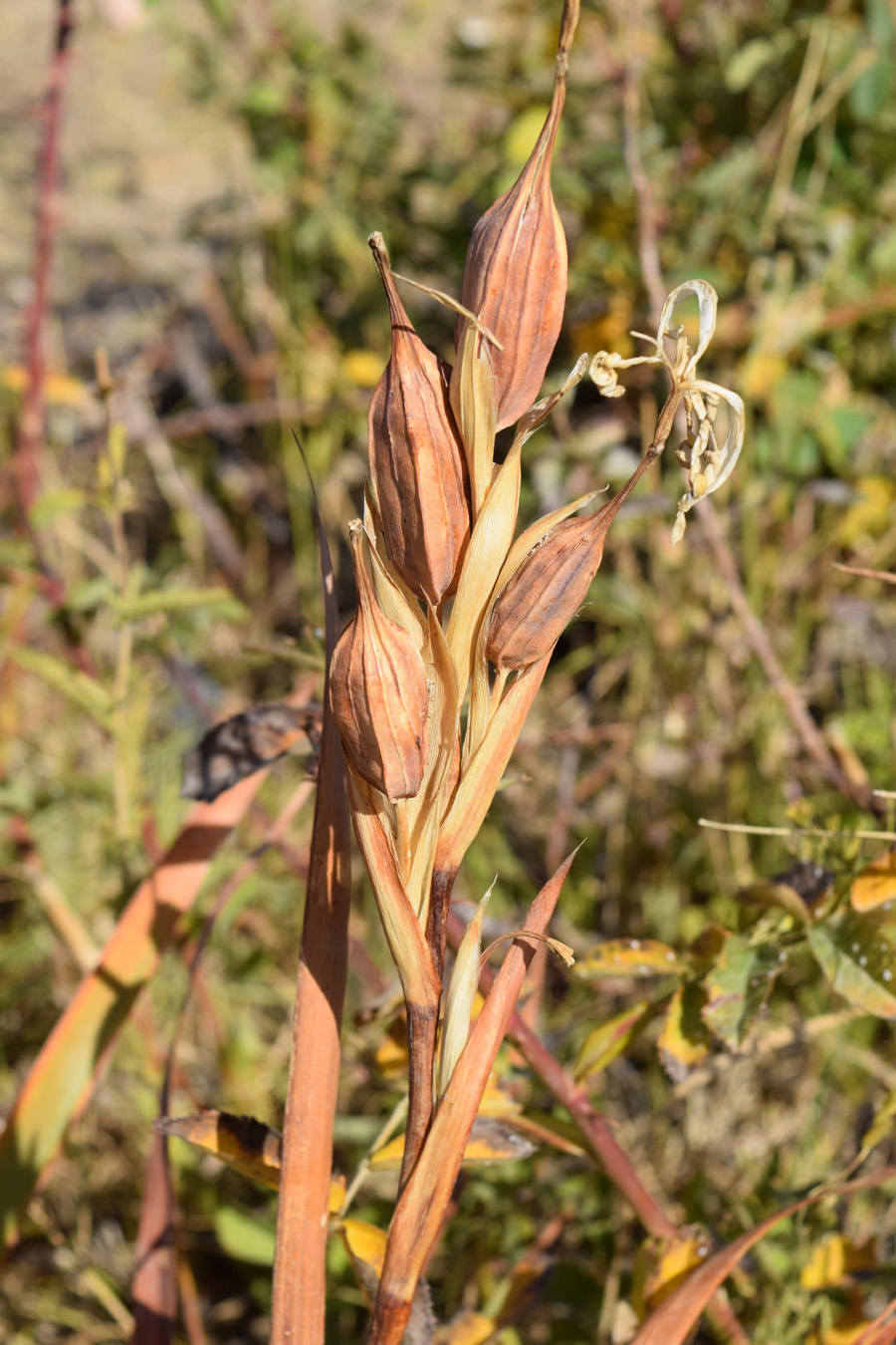 Image of Iris sogdiana specimen.