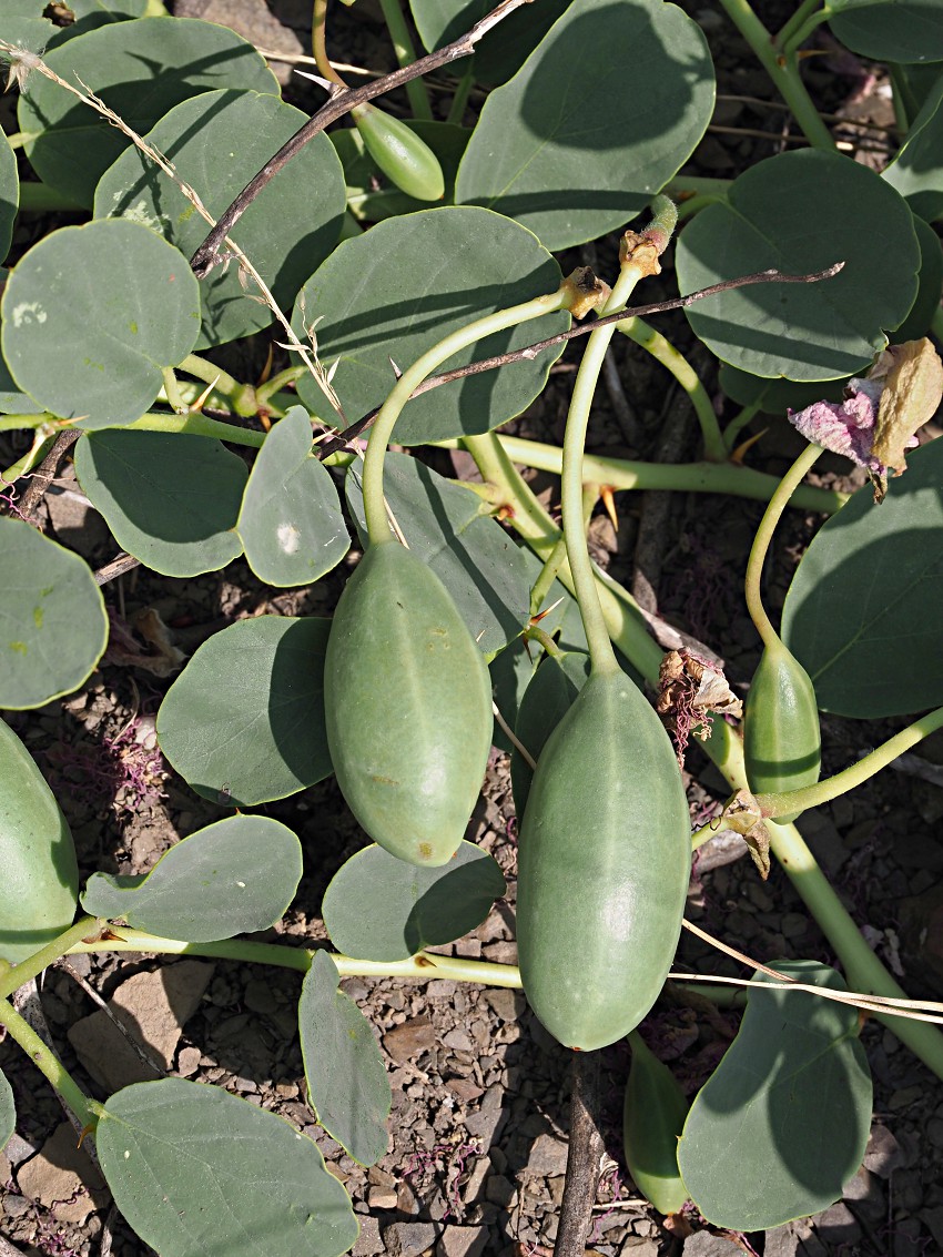 Image of Capparis herbacea specimen.