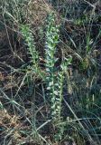 Linaria genistifolia. Вегетирующее растение. Крым, Караларский природный парк, бухта Морской Пехоты, степь. 06.05.2021.