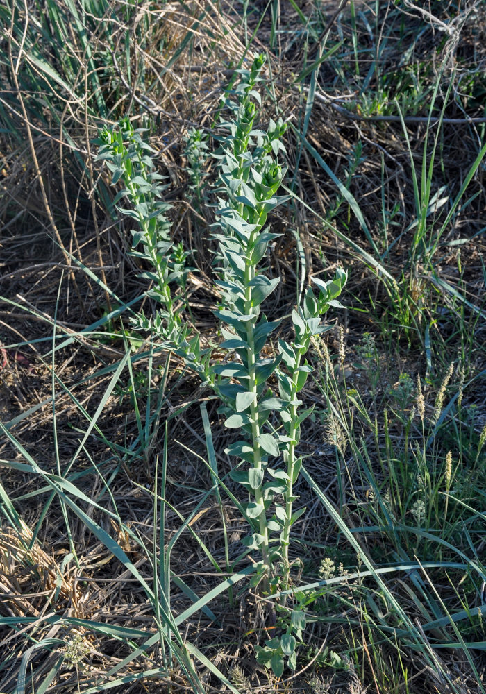 Image of Linaria genistifolia specimen.