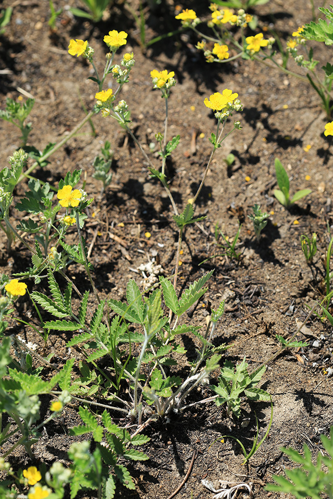 Изображение особи Potentilla discolor.