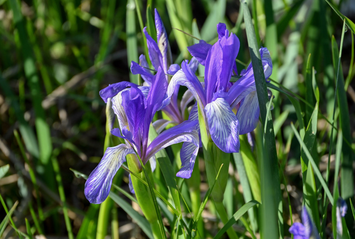 Image of Iris biglumis specimen.