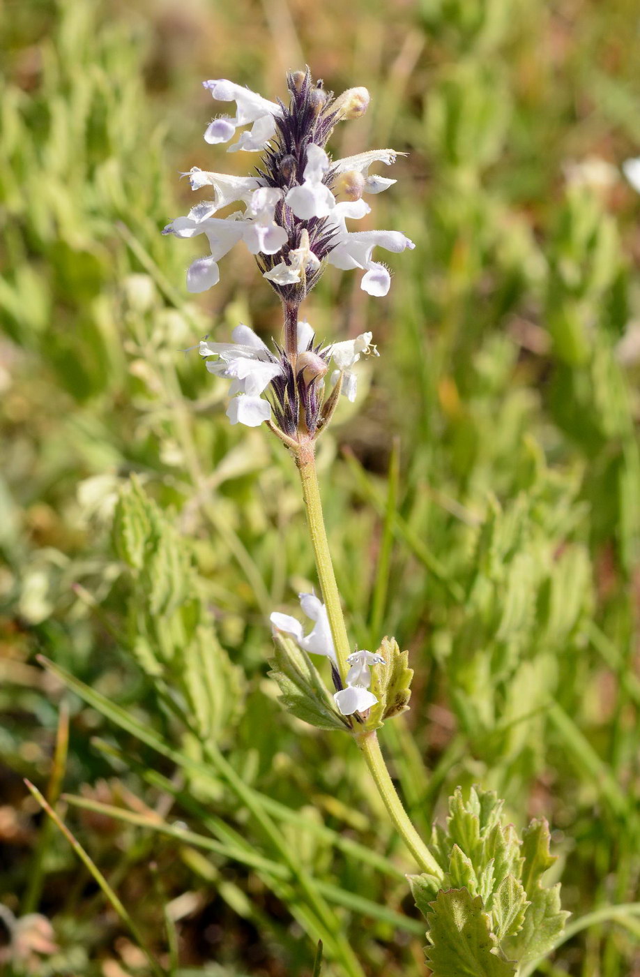 Изображение особи Nepeta mariae.