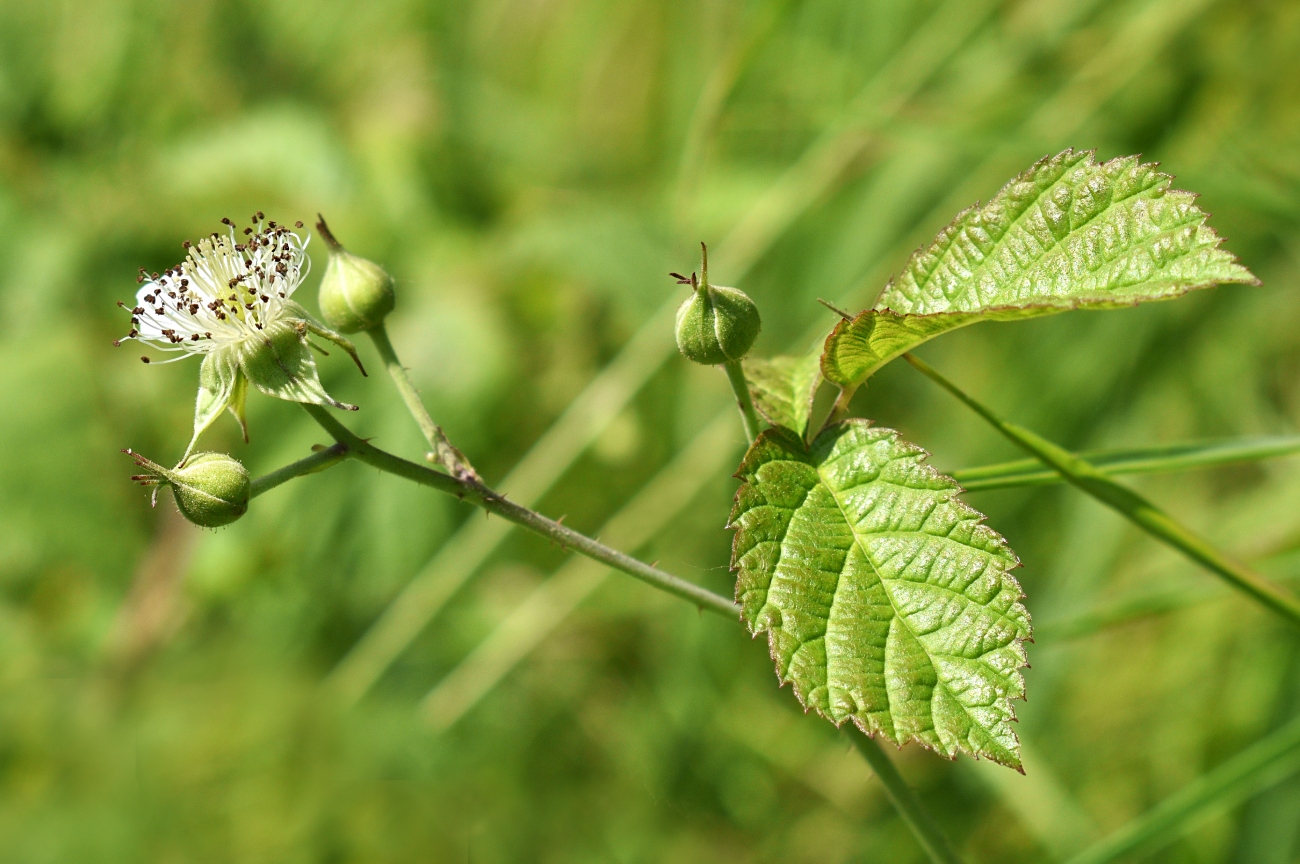 Image of Rubus caesius specimen.