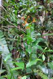 familia Zingiberaceae. Цветущее растение. Малайзия, штат Саравак, округ Мири, национальный парк «Мулу». 14.03.2015.