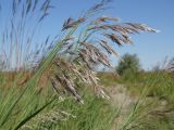 Phragmites australis