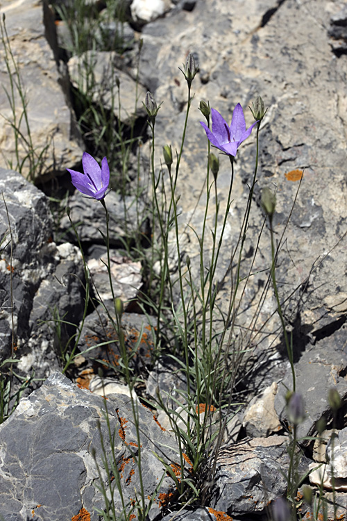 Image of Campanula alberti specimen.