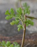 семейство Asteraceae. Часть стебля и лист (вид на абаксиальную поверхность). Республика Ингушетия, Джейрахский р-н, рядом с альплагерем \"Кязи\"; выс. 1980 м н.у.м. луг, рядом с мачтой ЛЭП. 22 июля 2022 г.