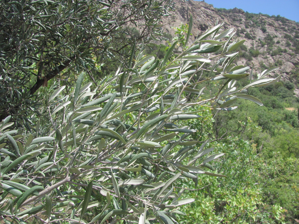 Image of Olea europaea specimen.