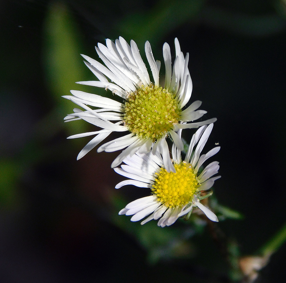 Image of Erigeron annuus specimen.