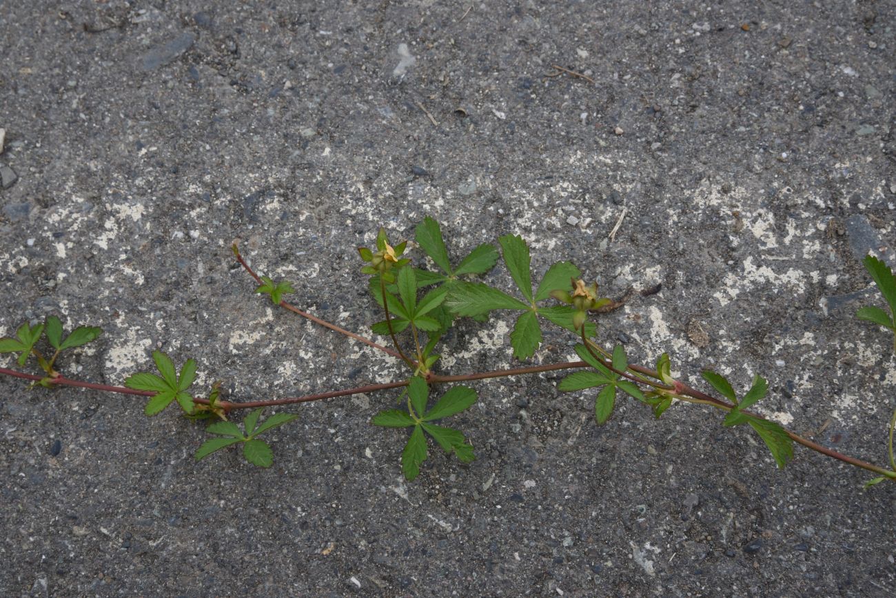 Image of Potentilla reptans specimen.