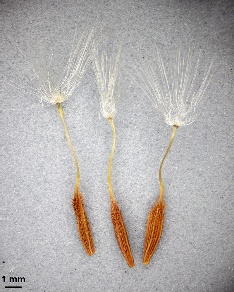 Image of genus Taraxacum specimen.