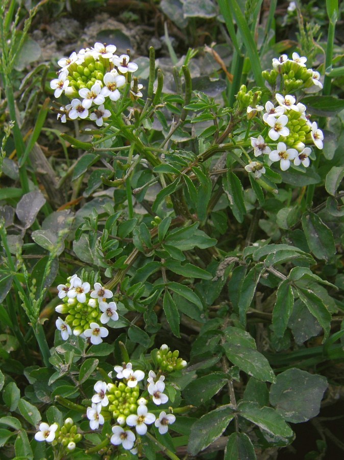 Изображение особи Nasturtium officinale.