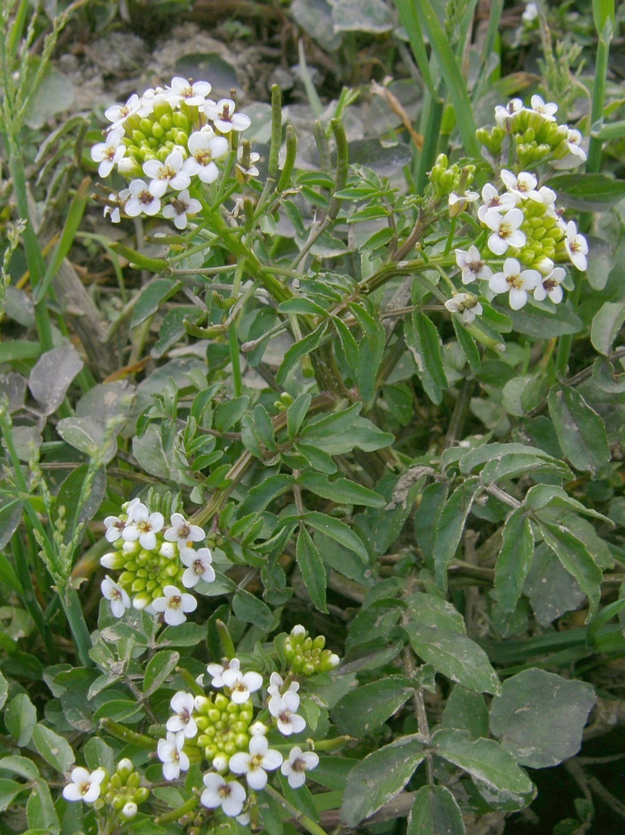 Image of Nasturtium officinale specimen.