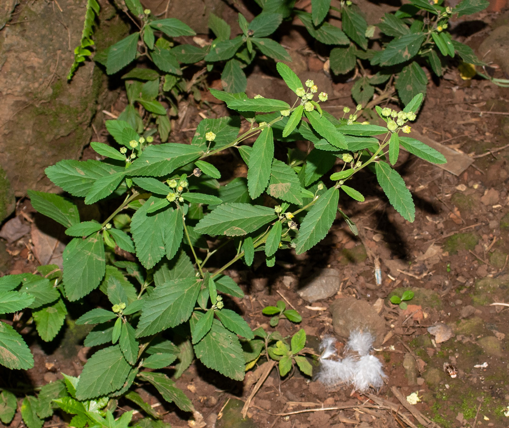 Image of Sida rhombifolia specimen.