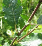 Salix myrsinifolia. Часть побега. Ярославская обл., Некоузский р-н, с. Спас-Ильд, ключевое болото. 23.07.2009.