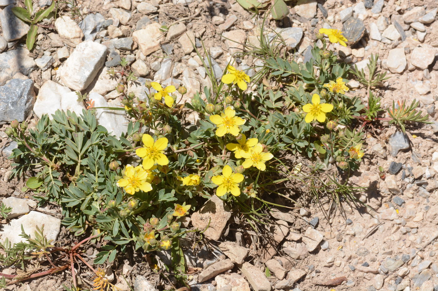 Image of Potentilla orientalis specimen.