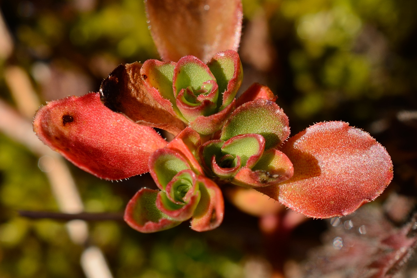 Изображение особи Sedum spurium.