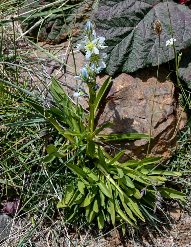 Изображение особи Swertia marginata.