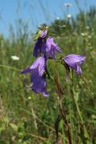 Campanula rapunculoides. Верхушка цветущего растения с аномальным соцветием и жуком. Беларусь, Витебская обл., южн. окр. пос. Езерище, выкашиваемый суходольный луг. 19.06.2023.