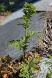 Potentilla intermedia